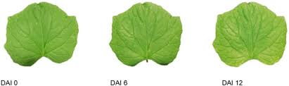 Image result for spider mites on cucumbers