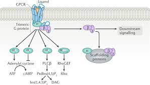 Check spelling or type a new query. G Protein Coupled Receptor Kinases As Therapeutic Targets In The Heart Nature Reviews Cardiology