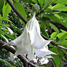 Image result for Brugmansia