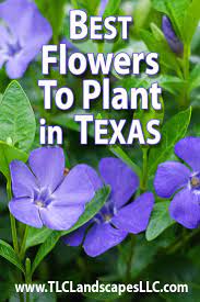 We did not find results for: These Best Summer Annuals For Texas Are Lovey And Fragrant A Can T Miss For Texas Gardens Proven Time A Texas Plants Texas Gardening South Texas Landscaping