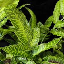 Image result for Coniogramme africana