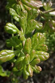 Image result for Searsia refracta