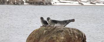 1,202 results for harbour seal. Harbour Seal Norsk Polarinstitutt