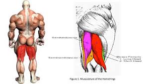 The insertion point of a tendon is the place where it originates. Hamstring Epic Exercises And Super Stretches