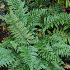 Image result for Polystichum