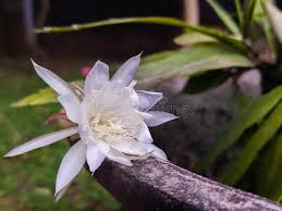 Image result for Craterostigma pumilum