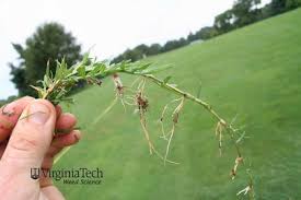 Image result for Cynodon incompletus