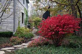Winged burning bush, euonymus alatus. Burning Bush Houzz