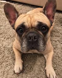 Hover over the breed info tab at the top of this page to learn all about the breed. Matilda Ferragni Chiara Ferragni S Dog Love Ferplast