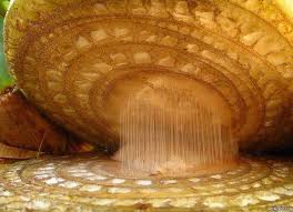 Maybe you would like to learn more about one of these? 35 Everyday Things Made Awesome Under A Microscope Album On Imgur