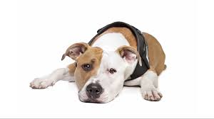 100% customer satisfaction is our ultimate priority. Dog Laws In Colorado You Should Know About 9news Com