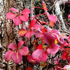 Image result for Parthenocissus quinquefolia