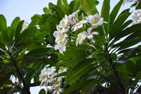 It has a highly nostalgic aroma, yet won't leave your house smelling like a head shop. Champa Flower Stock Photo Picture And Royalty Free Image Image 58956863