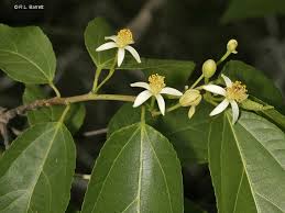 Image result for Grewia glandulosa
