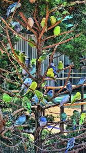Pin By Bonny Magi On Bird Budgies Budgies Bird Pet Birds