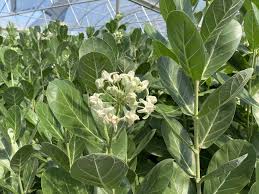 Image result for Calotropis gigantea