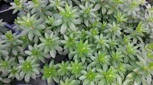 Image result for Galium