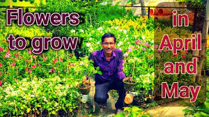 The tower at left is covered in mandevilla, a subtropical perennial. 10 Best Summer Flower Plants To Grow In April And May Youtube