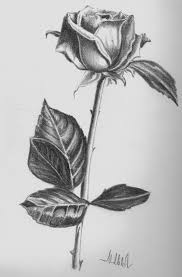 Pencil Sketches Of Rose Rose Flowers Pencil Drawings Drawing Artisan Flower Sketch Pencil Pencil Drawings Of Flowers Roses Drawing