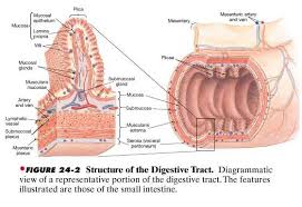 Image014 Jpg 560 386 Plexus Products Digestive System Anatomy Nursing Notes
