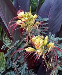 Image result for Erythrostemon gilliesii