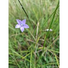 Image result for Wahlenbergia huttonii