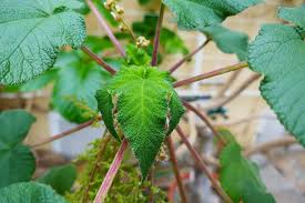 Image result for Obetia