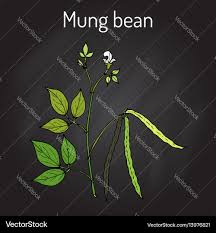 Image result for Vigna radiata