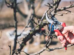 Heading cuts, or cutting the ends of branches, concentrate each branch's energy and encourage it to produce more fruit the following season. A Guide To Winter Pruning