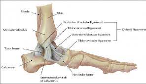 The anterior talofibular ligament attaches the anterior margin of the lateral malleolus to the adjacent region of the talus bone. Stress Tests For Ankle Ligaments Physiopedia