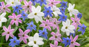 Freie kommerzielle nutzung keine namensnennung top qualität. Fruhlingsblumen 12 Arten Die Kaum Jemand Kennt Mein Schoner Garten
