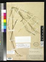 Image result for Panicum graciliflorum