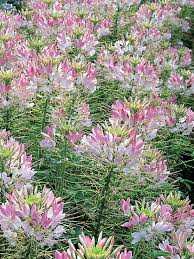 Image result for Cleome elegantissima