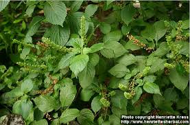 Image result for Vernonia amygdalina