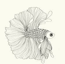 Siamese Fighting Fish Fish Sketch Siamese Fighting Fish