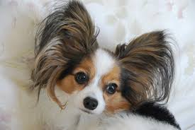 Best Dog Food For Papillons The Complete 2019 Guide Petdt