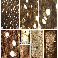 We did not find results for: Pdf Evidence Of Large Anacardiaceae Trees From The Oligocene Early Miocene Santiago Formation Azuero Panama