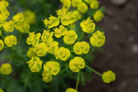 Image result for Euphorbia schimperiana