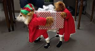 Christmas Dog Costumes Google Search Christmas Dog Outfits Christmas Dog Costume Christmas Dog