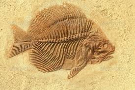 Fish Fossil Fish Fossil Fossil Paleontology