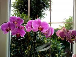 Are your orchid leaves turning yellow and you have no idea why? Orchid Care How To Grow And Care For Orchids The Old Farmer S Almanac