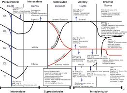 Brachial Plexus Diagam Diagram Quizlet