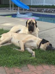 We did not find results for: New Meaning To The Dog Days Of Summer English Mastiff Dogs Dog Days