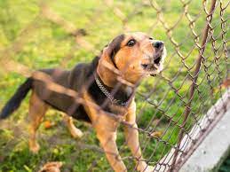 Der hund in nachbars garten dürfe nicht länger als 30 minuten täglich und nicht länger als 10 minuten ununterbrochen bellen. Nachbarshund Bellt Standig Was Sie Tun Konnen