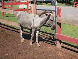 Check spelling or type a new query. Cute Donkey 2 Painting By Jeelan Clark