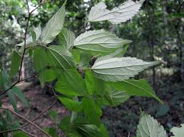 Image result for Pterygota mildbraedii