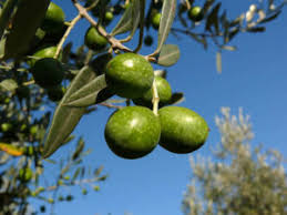 Les Benefices De L Huile D Olive Vierge Extra Cucina Italiana Guida D Italia