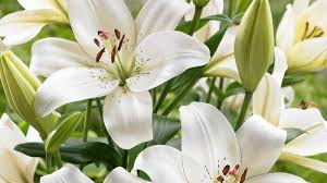 .menyertakan 101 nama latin tanaman hias dan bunga dilengkapi dengan gambar bunga dan nama umum dalam daftar selengkapnya nama ilmiah bunga dan tanaman hias indonesia adalah sebagai berikut permintaan keponakan saya yang menanyakan nama tumbuhan beserta nama latinnya. 5 Jenis Tanaman Hias Yang Beracun Hati Hati Halaman All Tribunmanado Wiki