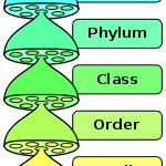 Lots Of Mnemonic Devices Memory Devices For Biology Taxonomy Biology Science Biology Teaching Biology