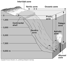 Http Blog1 Miami Edu Sharklab Wp Content Uploads Sites 28 2018 07 Module 1 Ocean And Coastal Habitat Section 1 Ocean Zones Pdf